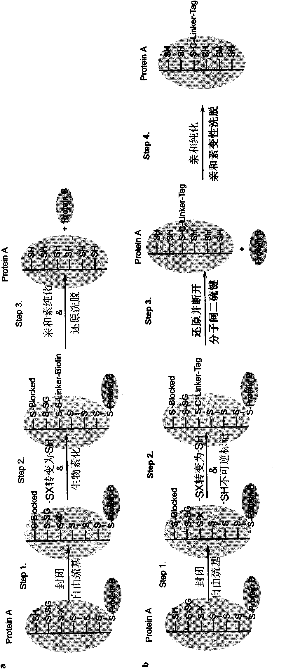 Specific detection method of protein or polypeptide cysteine sulfydryl modification and application thereof