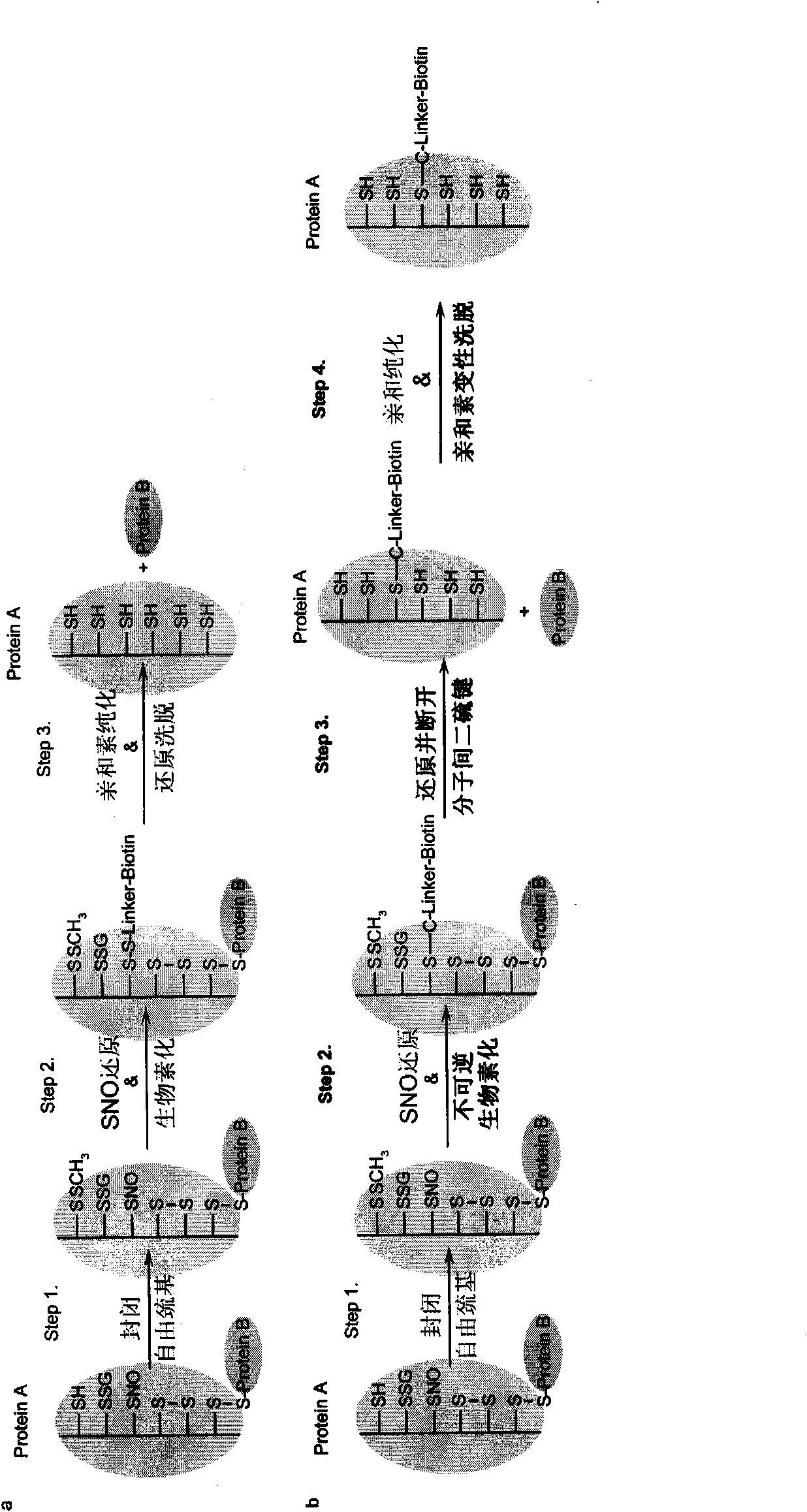 Specific detection method of protein or polypeptide cysteine sulfydryl modification and application thereof