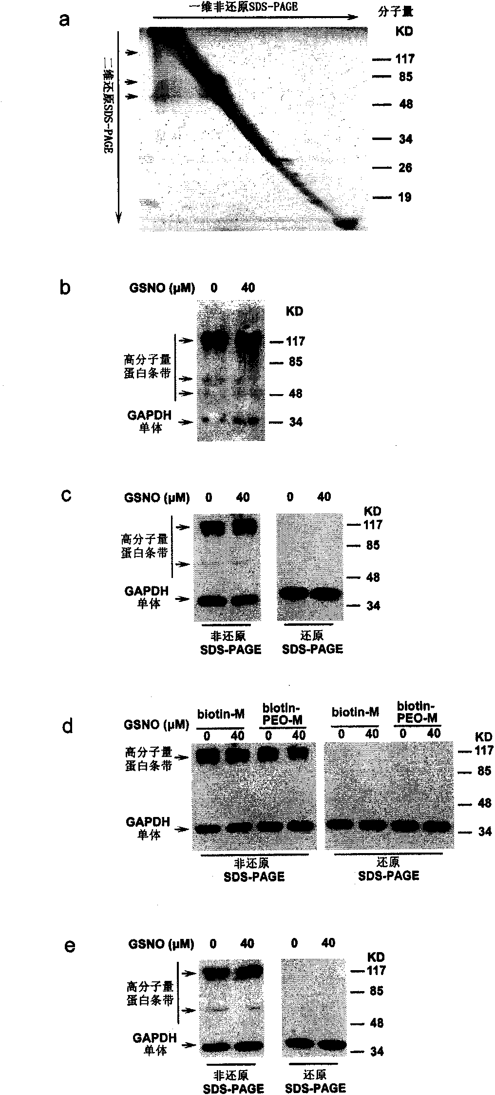 Specific detection method of protein or polypeptide cysteine sulfydryl modification and application thereof