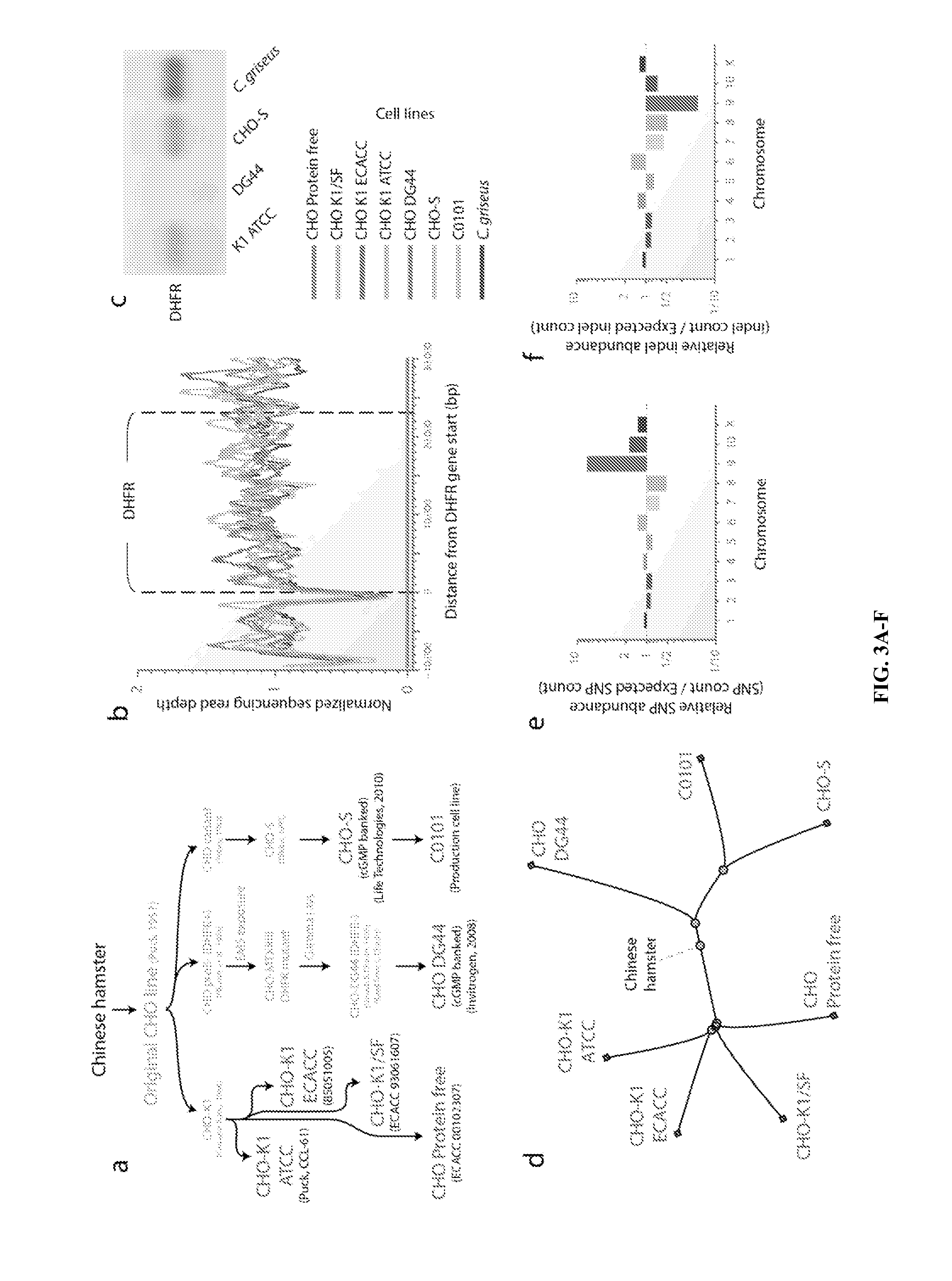 Methods for modeling chinese hamster ovary (CHO) cell metabolism