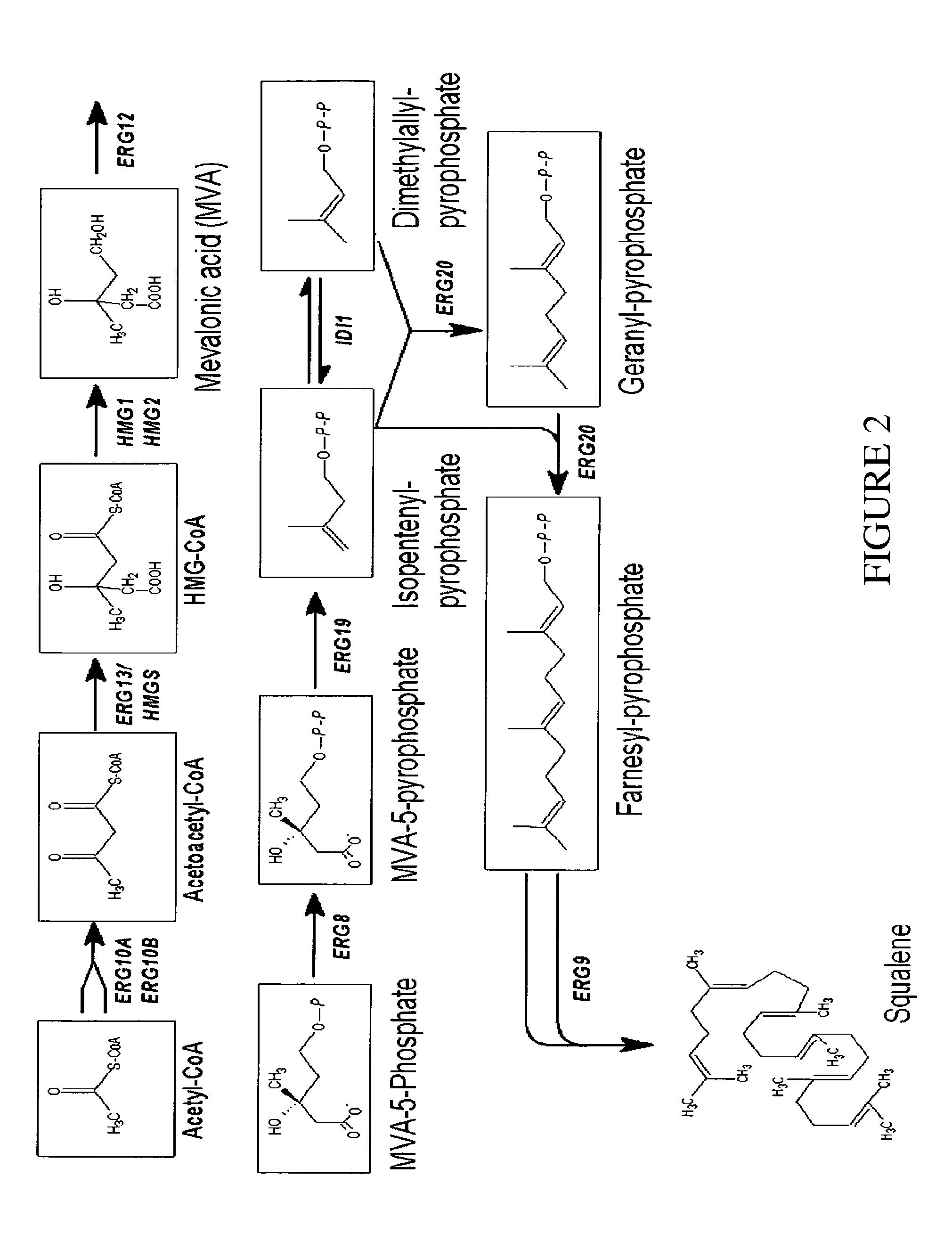 Genetically modified organism for the production of lipids