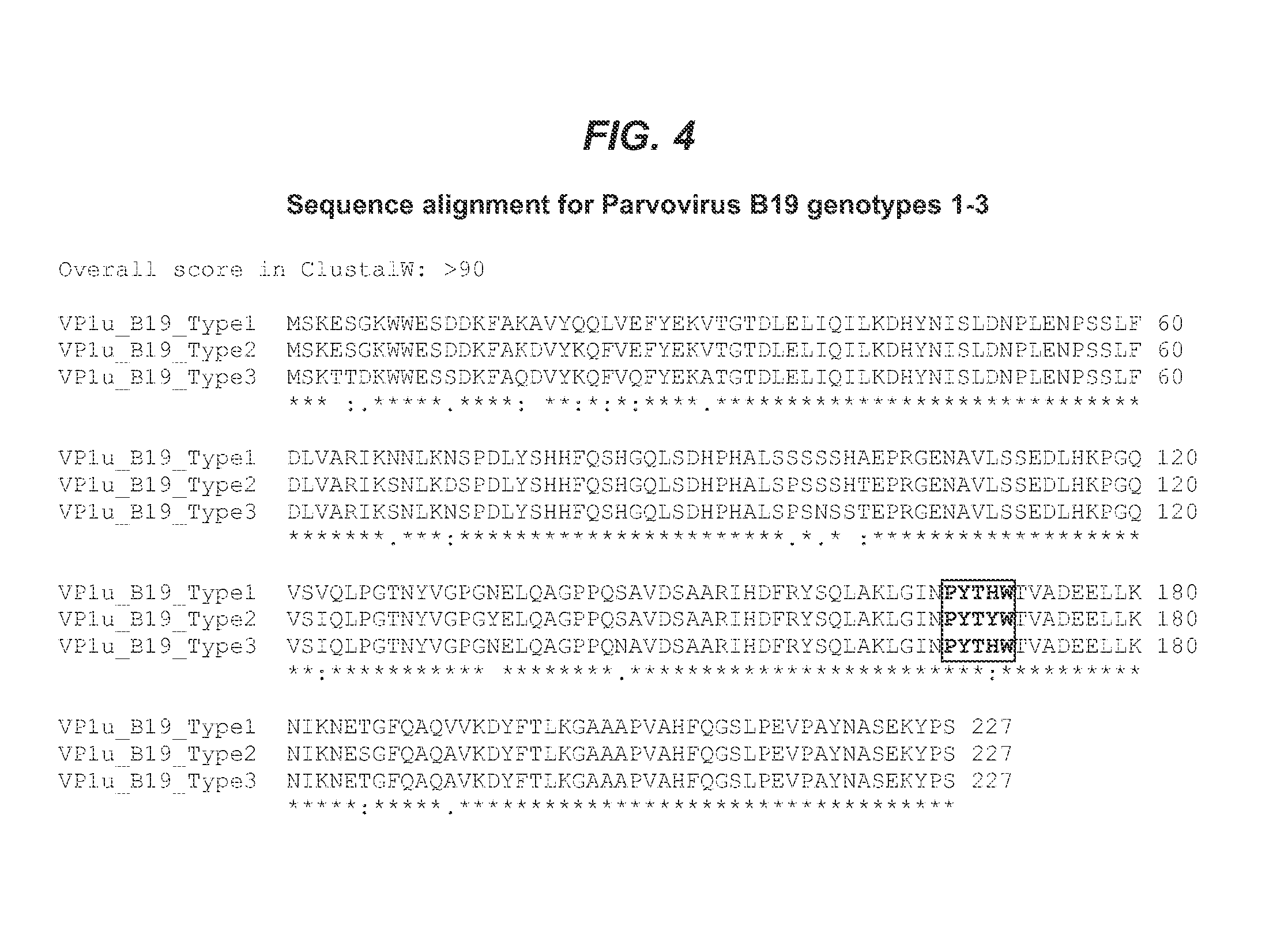 Compositions and methods for assessing functional immunogenicity of parvovirus vaccines