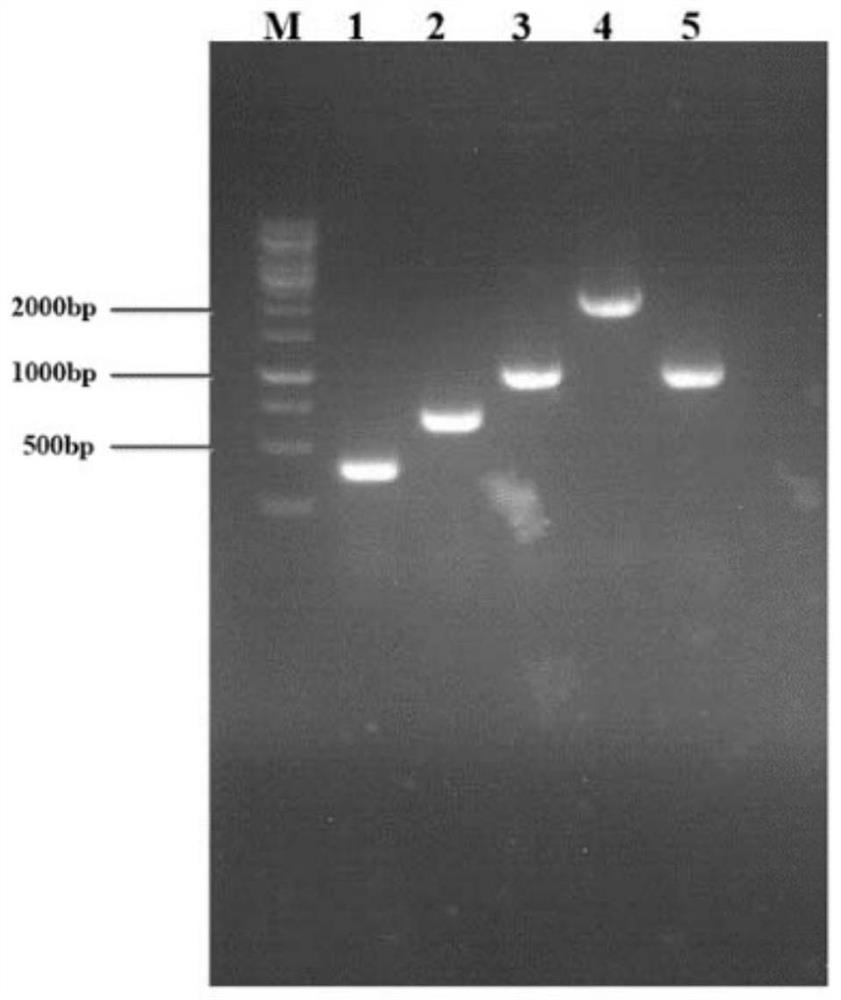 A kind of genetically engineered bacterial strain producing L-citrulline and its application