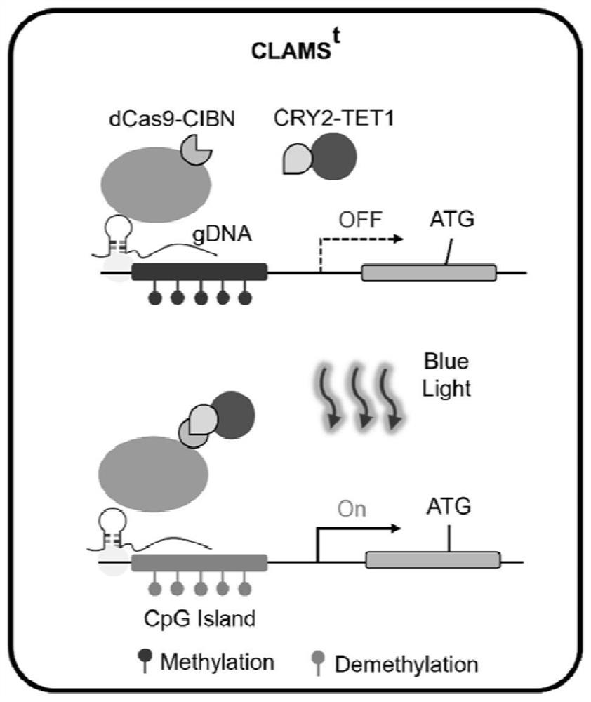Inducible DNA methylation editing system based on CRISPR/dCas9
