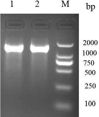 Chicken B,D,E-subgroup avian leukaemia genetic resistance related mononucleotide polymorphism molecular marker and application thereof