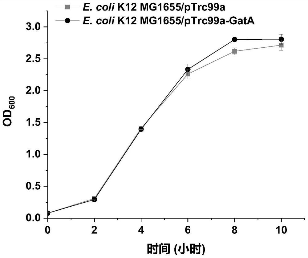 Recombinant escherichia coli for overexpression of GatA gene and application thereof