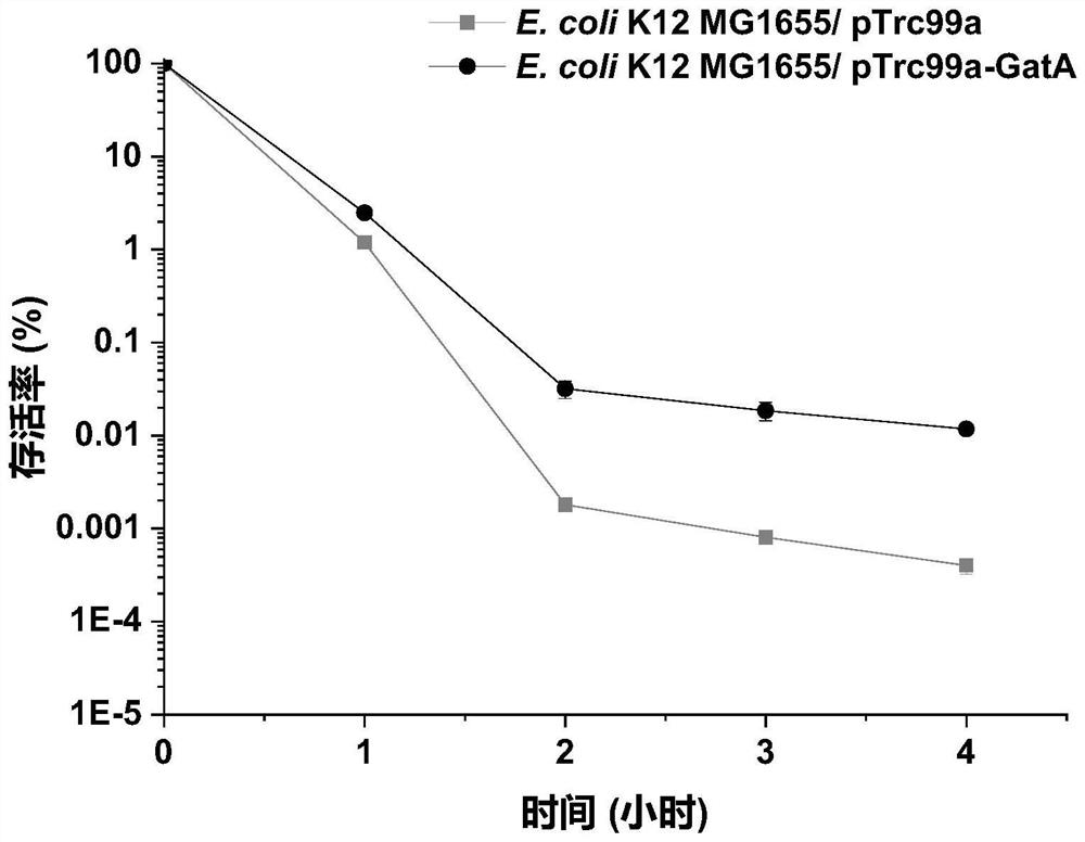 Recombinant escherichia coli for overexpression of GatA gene and application thereof