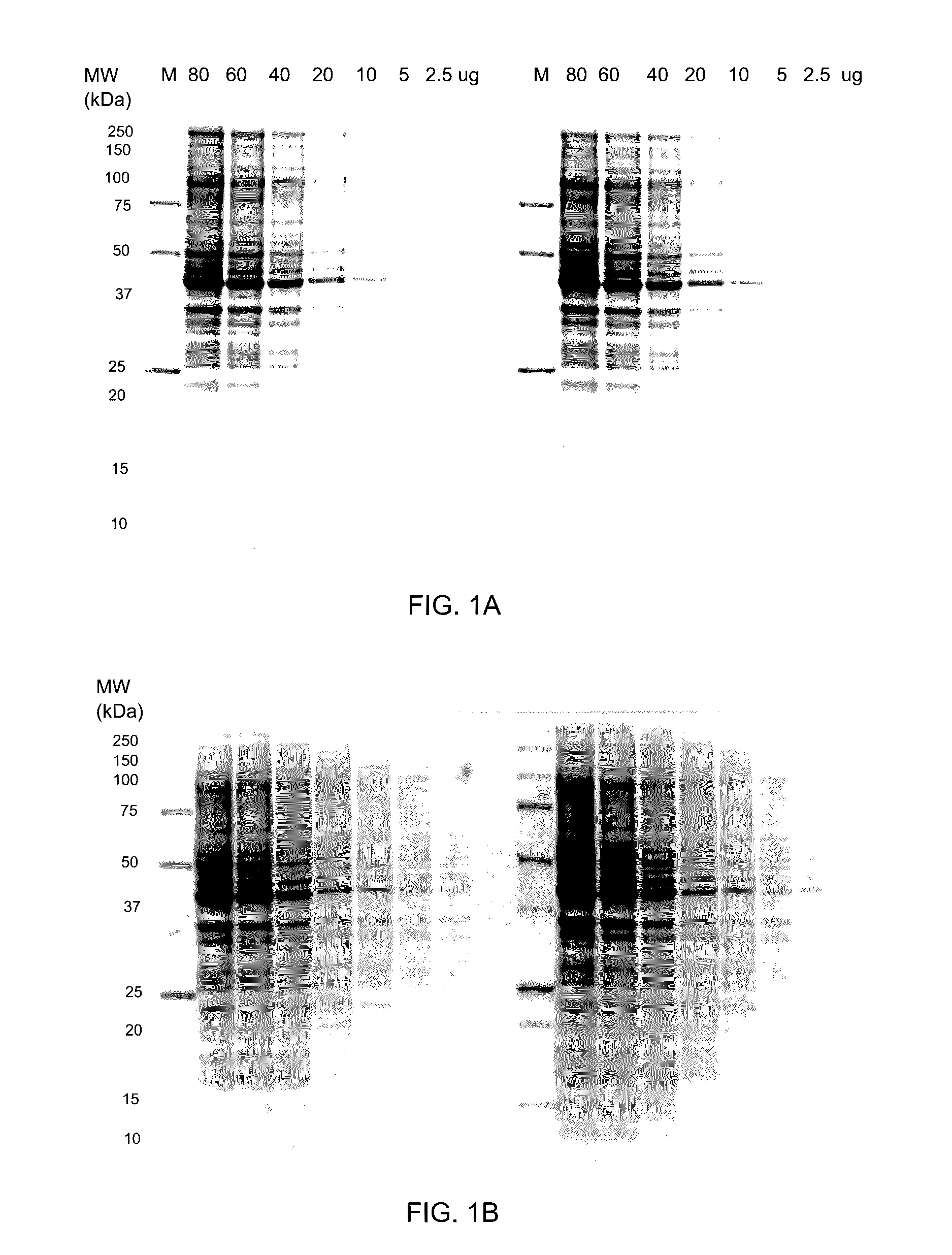 Stain-free protein quantification and normalization