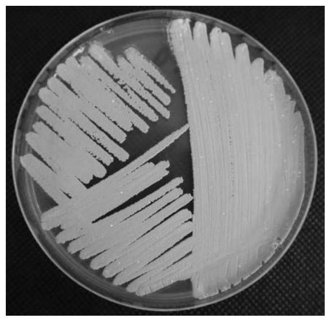 Streptomyces 5017 and its application in antagonizing plant pathogens