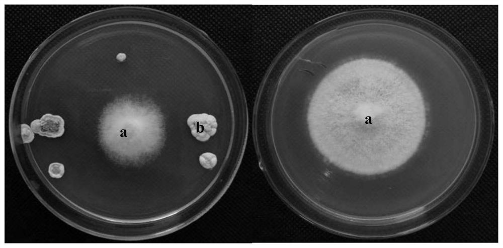 Streptomyces 5017 and its application in antagonizing plant pathogens