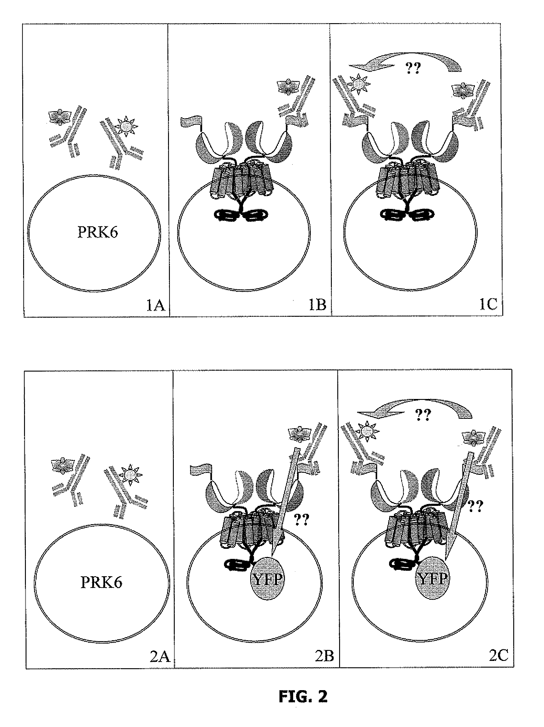 Method of revealing a biological process using a fret measurement
