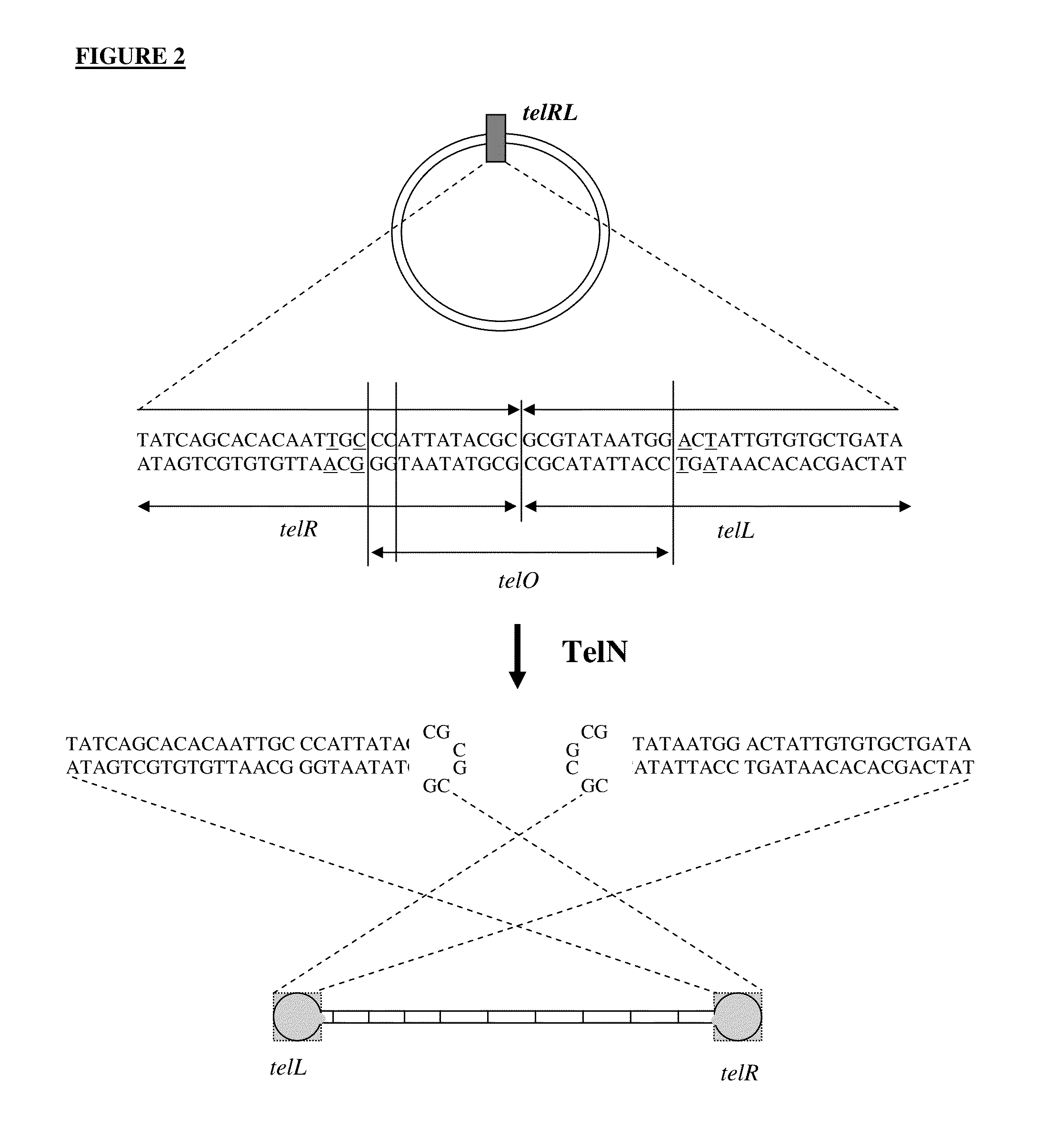 Production of closed linear DNA using a palindromic sequence