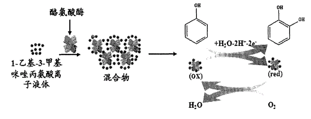 Novel method for improving tyrosinase-based catalytic degradation of phenol pollutant