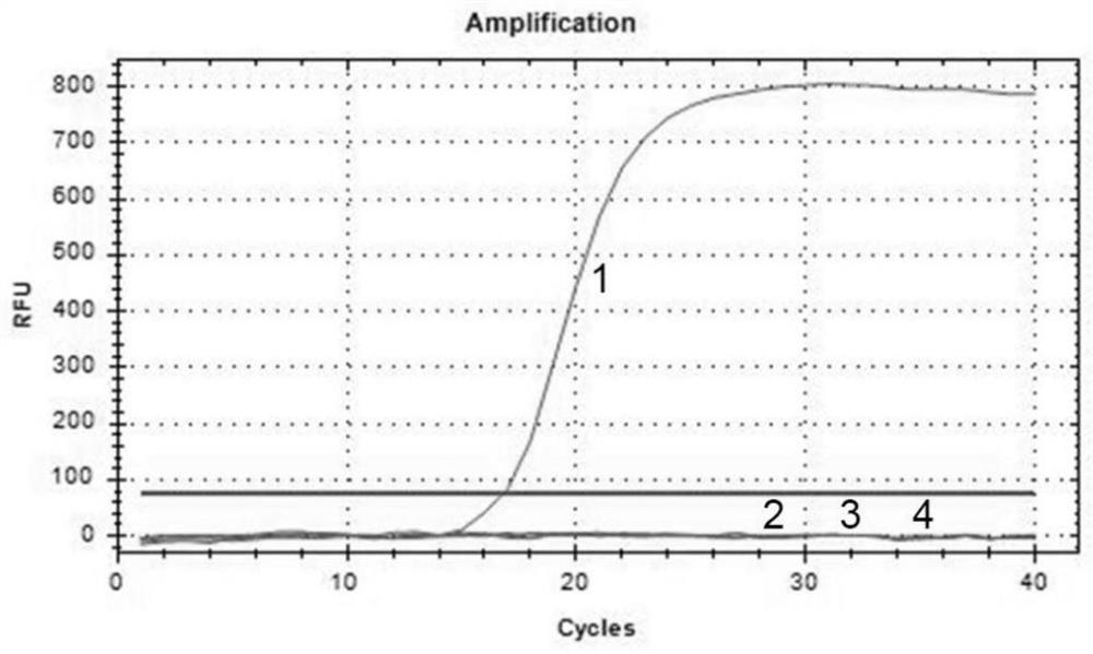 Specific amplification primer pair and fluorescent quantitative PCR kit