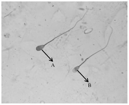 A kind of bovine sperm capacitation liquid and sperm capacitation method in vitro