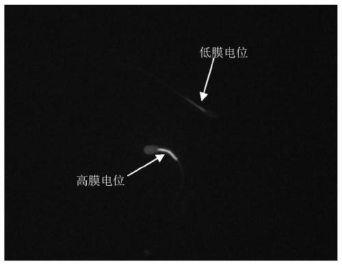 A kind of bovine sperm capacitation liquid and sperm capacitation method in vitro