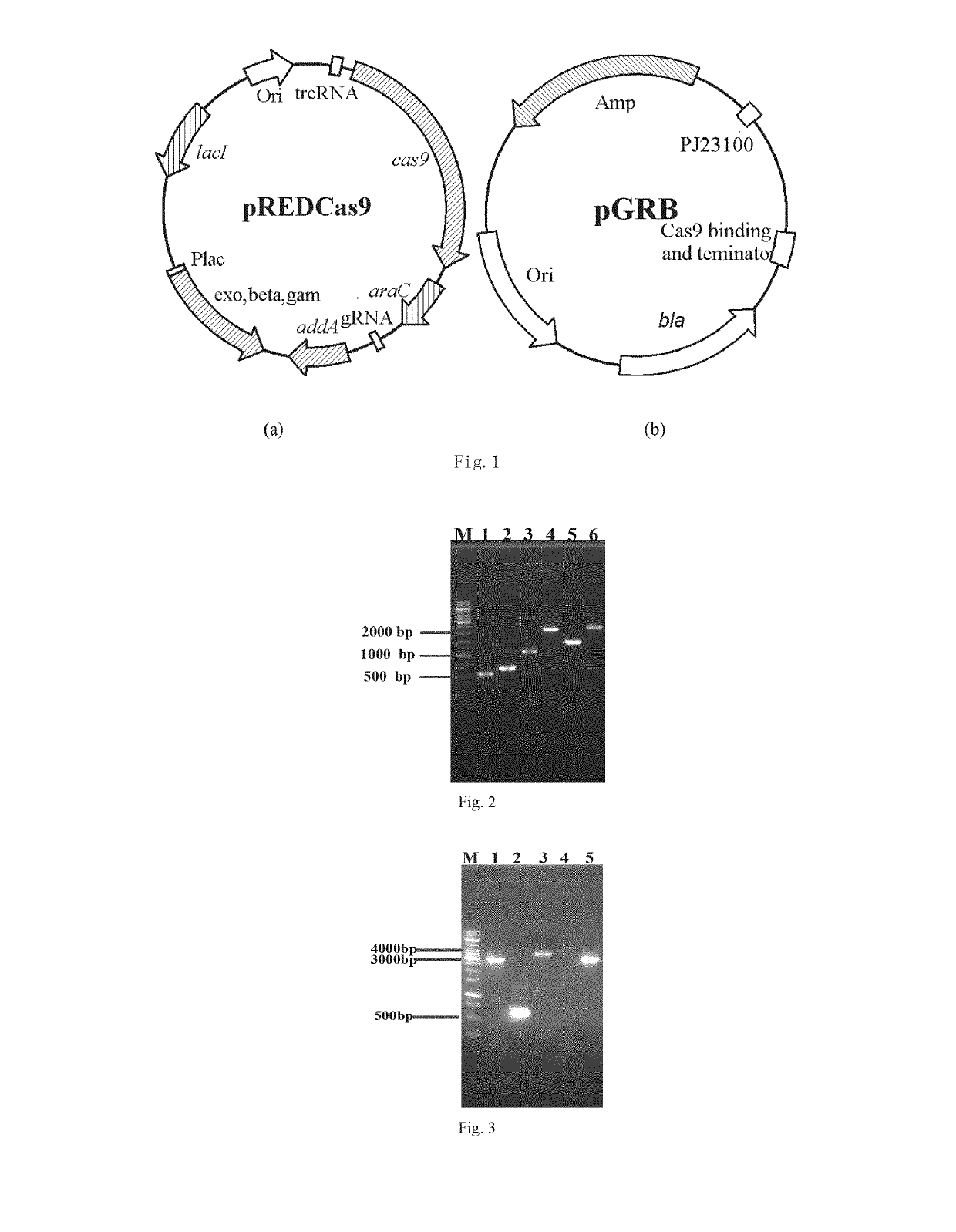 Genetically engineered bacteria used for producing uridine with high-yield and its construction method and use