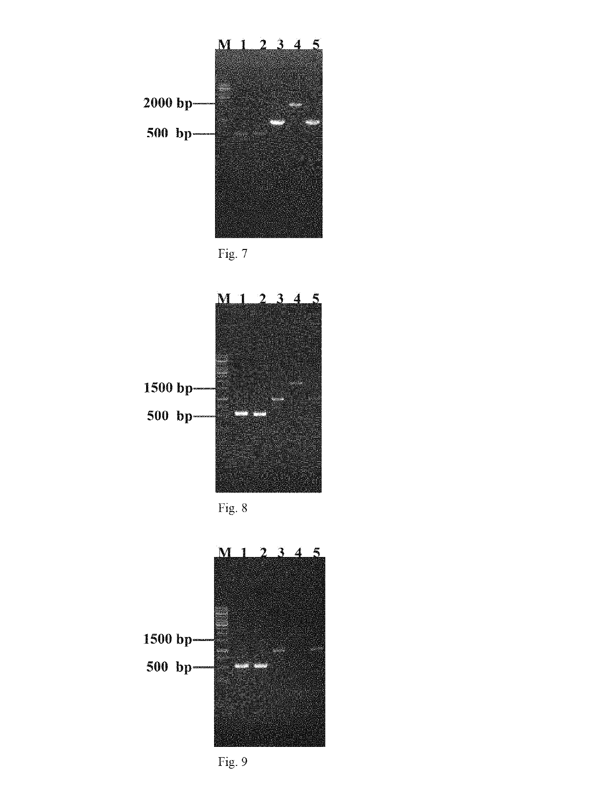 Genetically engineered bacteria used for producing uridine with high-yield and its construction method and use