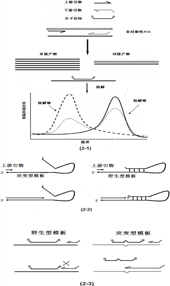 Method for detecting BRAF (block repeat active flag) gene mutation accurately based on probe fusion technology