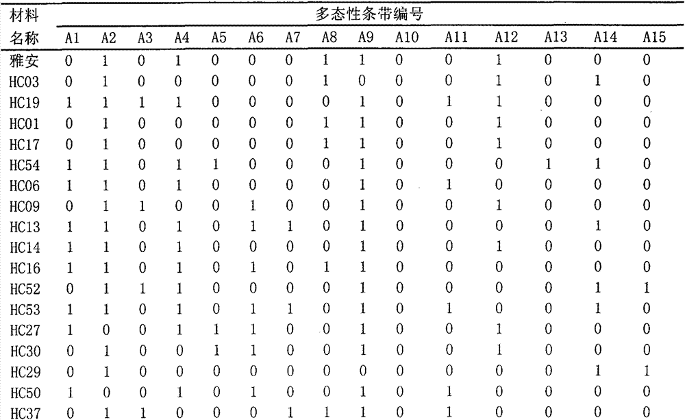 Establishment method and application of isap fingerprint of Verbena flat tachycarpa