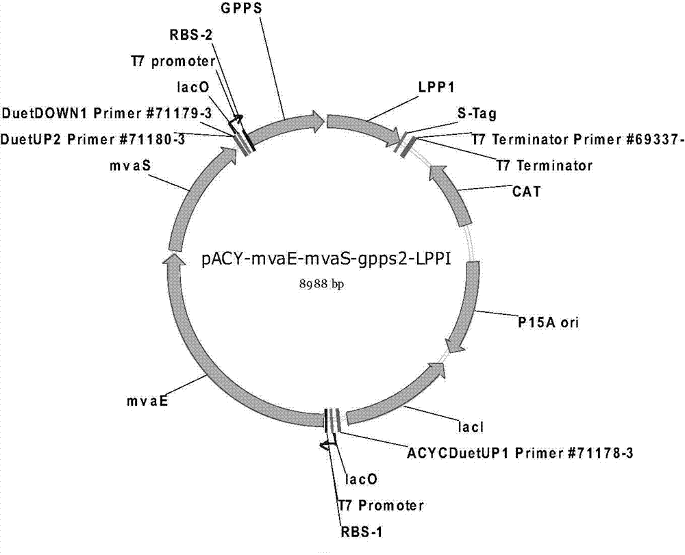 Genetically engineered bacterium co-generating geraniol and nerol and construction method and application thereof