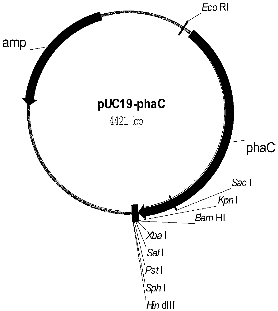 Genetic engineering bacteria for producing lactic acid and 3-hydroxybutyrate copolyester, construction method and application thereof