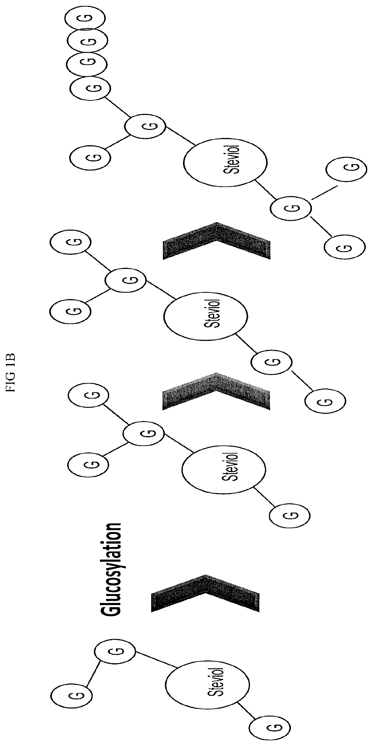 Glucosylated steviol glycoside as a flavor modifier