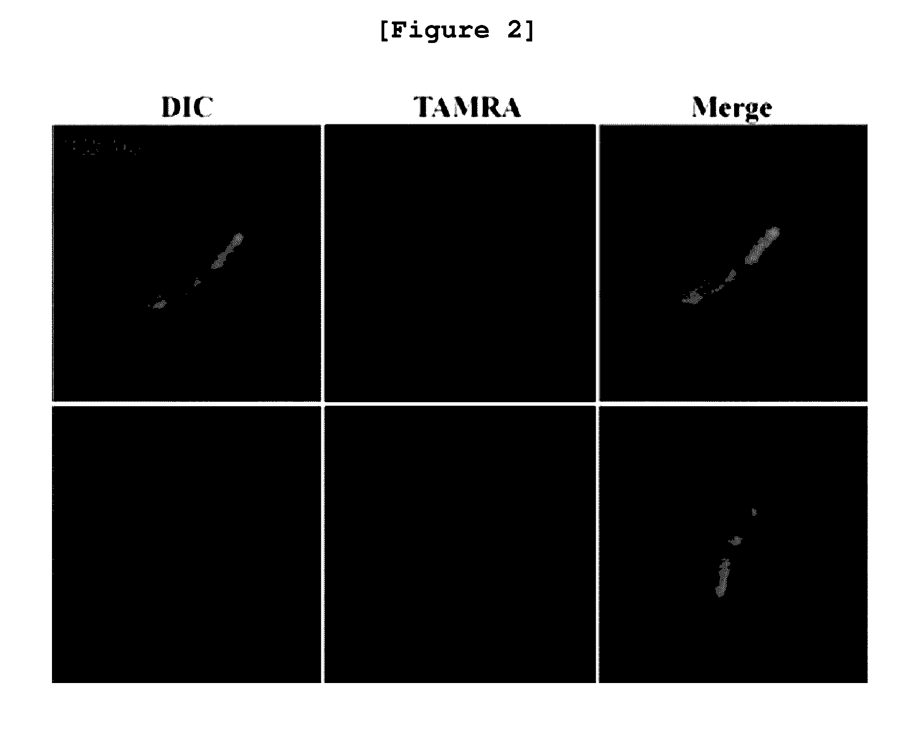 Analogue Peptide CMA3 Derived from CM-MA Peptide and Use Thereof