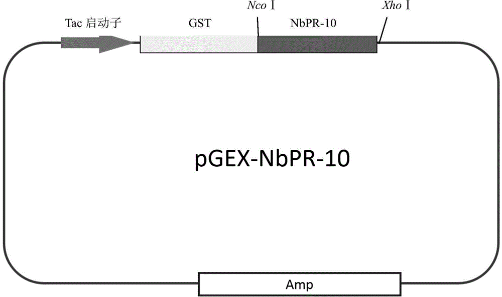 Protein having ribonuclease activity as well as preparation method and application of protein