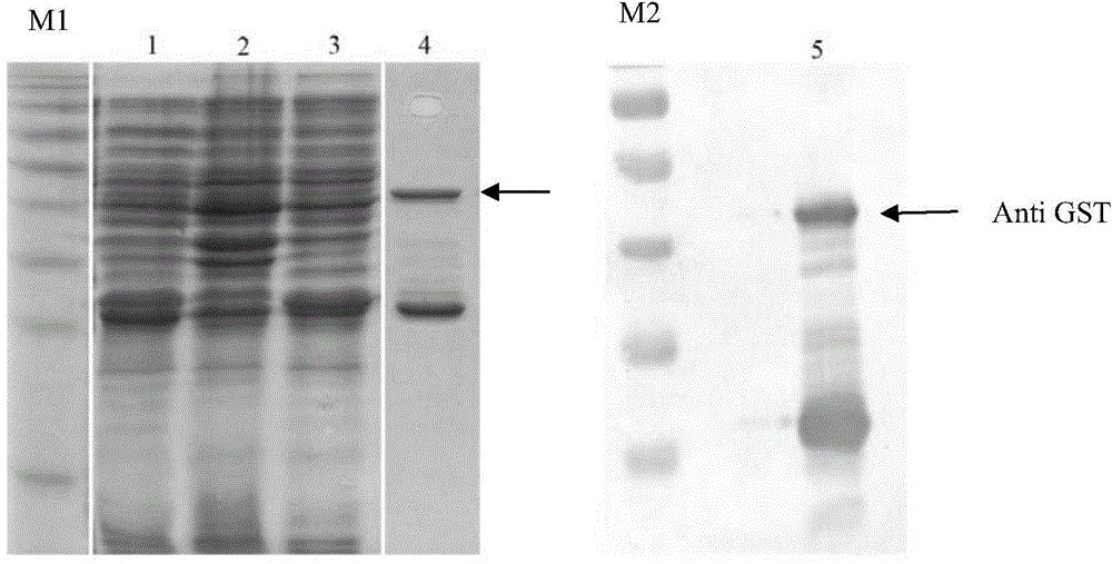 Protein having ribonuclease activity as well as preparation method and application of protein