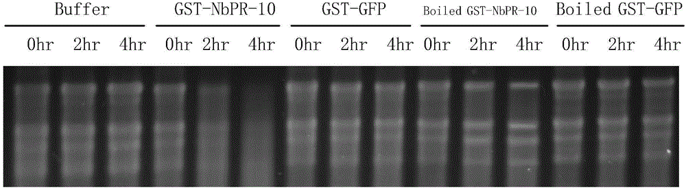 Protein having ribonuclease activity as well as preparation method and application of protein