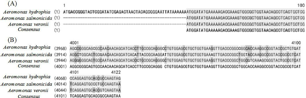 Encoding gene of type I pullulanase as well as recombinant expression and application thereof