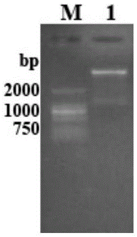 Escherichia coli recombinate expression method of mycobacterium tuberculosis Rv 2837c active protein and applications thereof