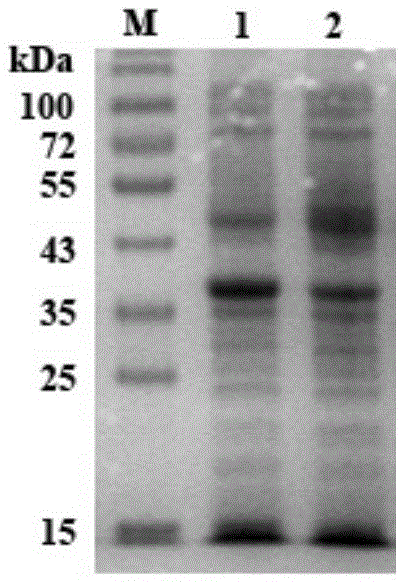 Escherichia coli recombinate expression method of mycobacterium tuberculosis Rv 2837c active protein and applications thereof