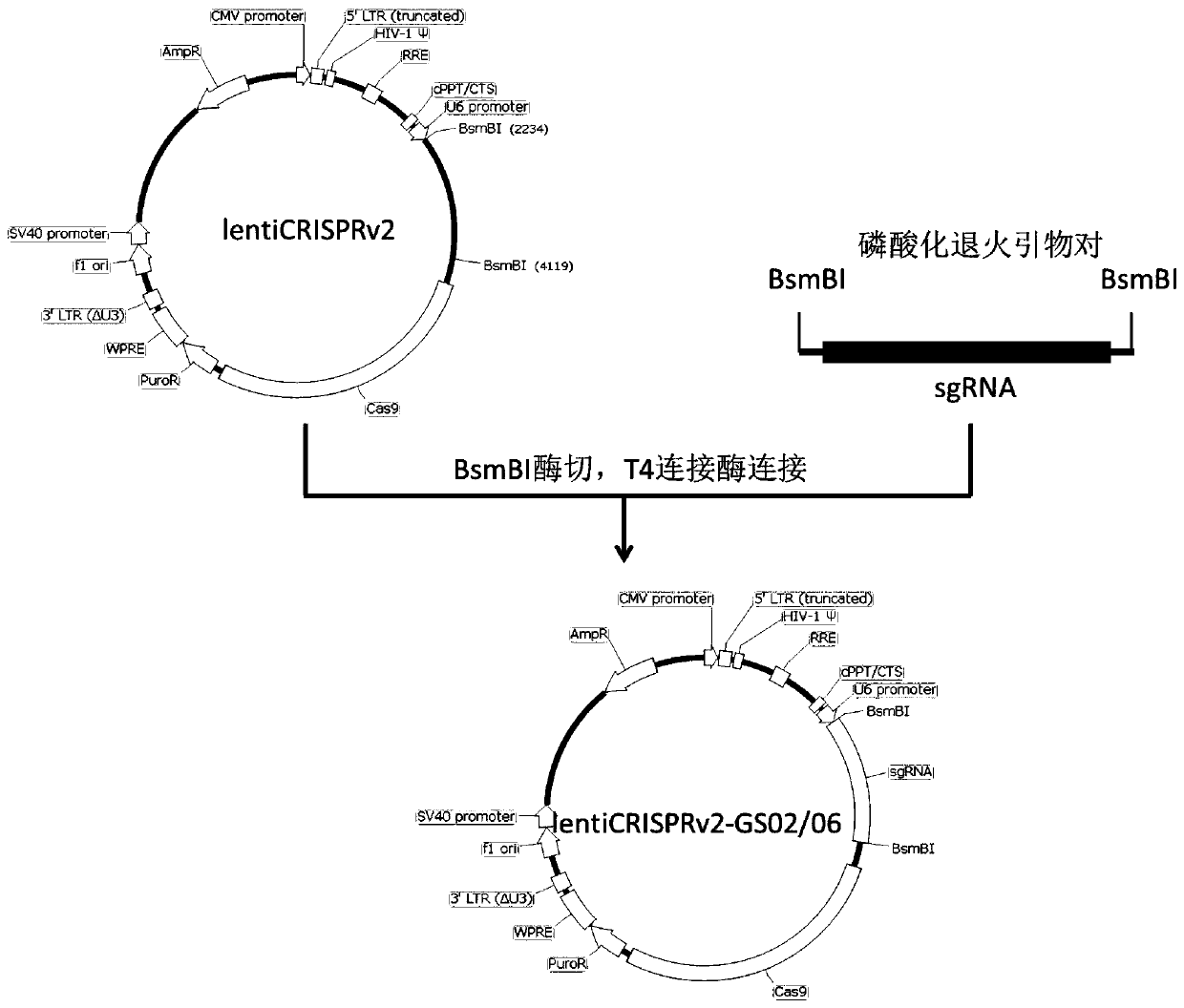 CHO cell line with GS gene knockout and preparation method and application thereof