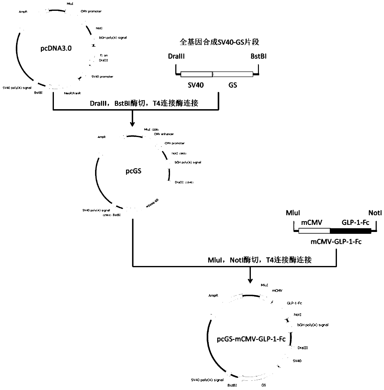 CHO cell line with GS gene knockout and preparation method and application thereof