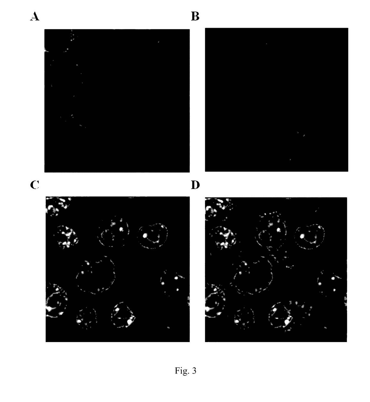 Method For Introducing Exogenous Mitochondria Into A Mammalian Cell