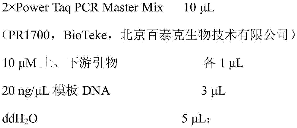 Specific labeled primers and detection methods of Camellia oleifera varieties Changlin No. 3 and No. 21