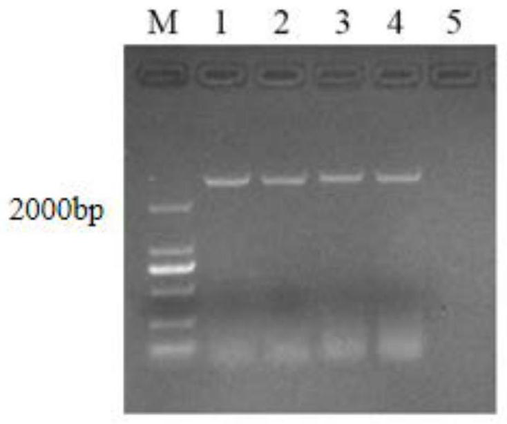 Chimonanthus praecox CpFPA gene as well as encoded protein and application thereof