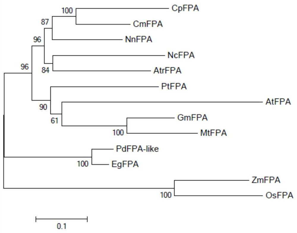 Chimonanthus praecox CpFPA gene as well as encoded protein and application thereof