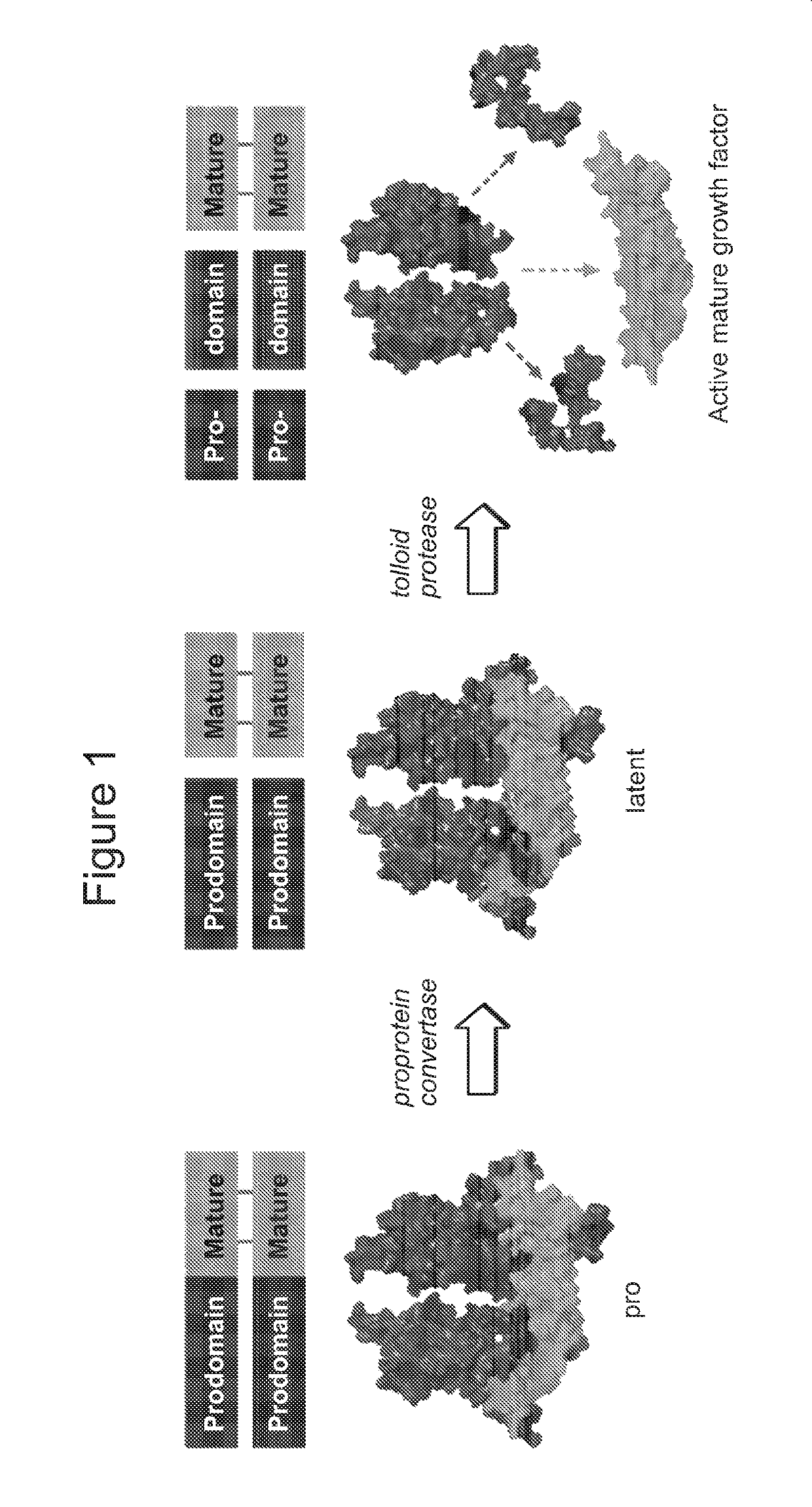 Use of myostatin inhibitors and combination therapies