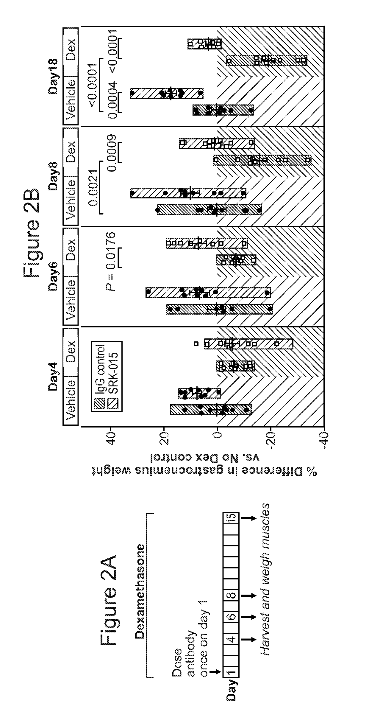 Use of myostatin inhibitors and combination therapies