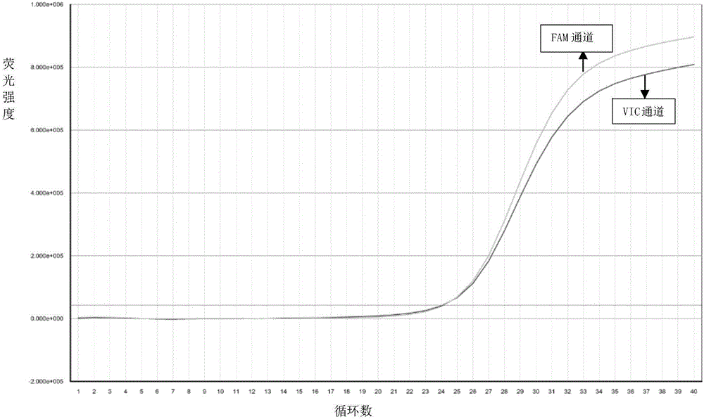 Primer, probe, kit and method for detecting subtypes of human gene CYP1A2