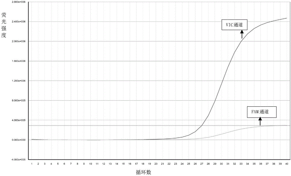 Primer, probe, kit and method for detecting subtypes of human gene CYP1A2