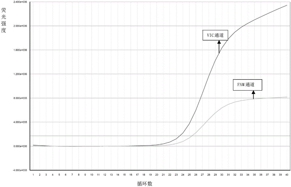 Primer, probe, kit and method for detecting subtypes of human gene CYP1A2