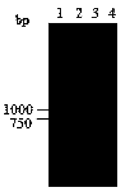 Carbonyl reductase gene, enzyme, carrier, engineering bacteria and its application in asymmetric reduction of prochiral carbonyl compounds