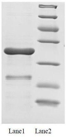 Monoclonal antibody against Italian bee mrjp1 and colloidal gold detection card