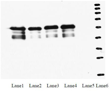 Monoclonal antibody against Italian bee mrjp1 and colloidal gold detection card