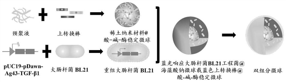 A light-responsive engineered bacteria intestinal targeting optogenetic carrier system and its construction method and application