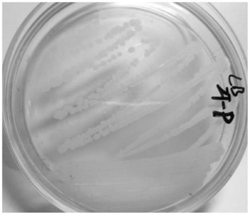 A kind of bacillus megaterium bacterial strain zt-p and its application